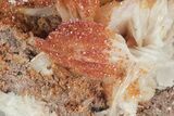 Sparkling, Ruby Red Vanadinite Crystals on Barite - Morocco #223640-3